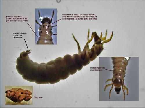 Agapetus fuscipes